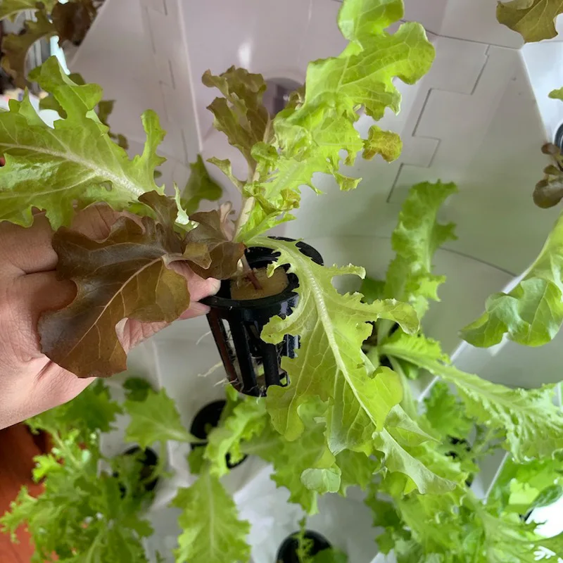 Agricultural Greenhouses Verti - Agriculture Vertical Farming review and price