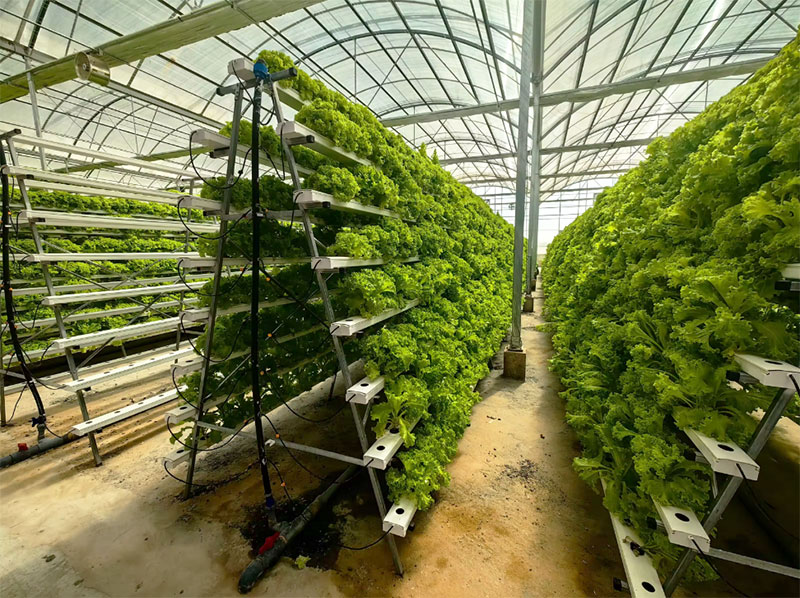 Agricultural Greenhouses Lettu - Agriculture Vertical Farming review and price