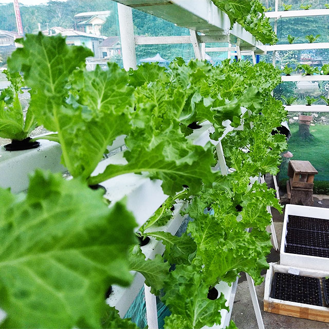 Agricultural Greenhouses Lettu - Agriculture Vertical Farming review and price